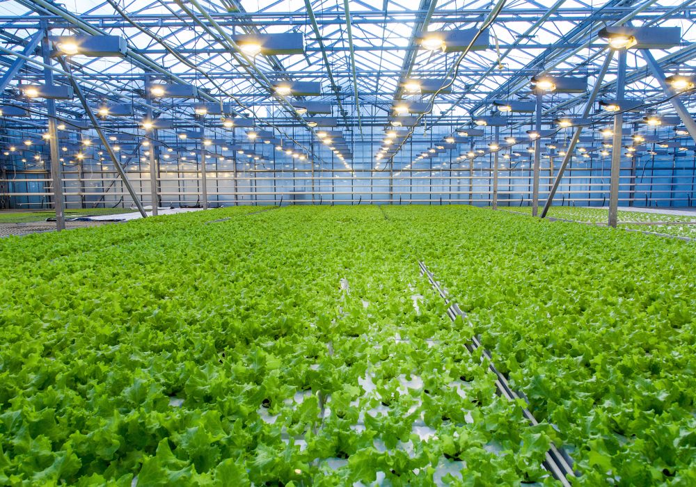 Cultivation,Of,Salad,Inside,Big,Industrial,Greenhouse,Perspective,Background